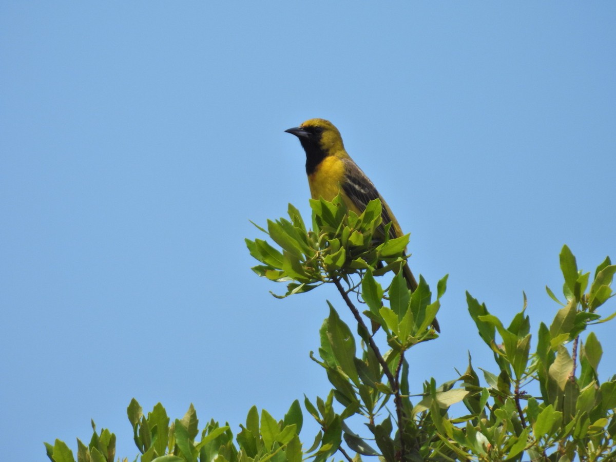 Orchard Oriole - ML635781949