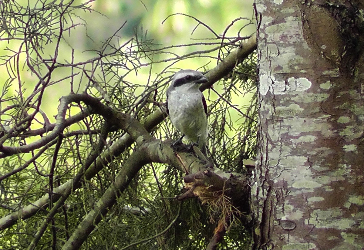 Mackinnon's Shrike - ML635781960