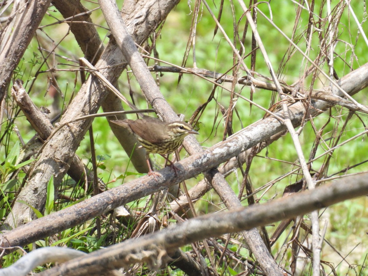 Northern Waterthrush - ML635781963
