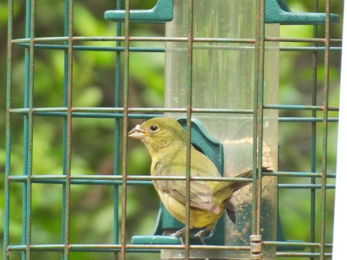 Painted Bunting - ML635782010