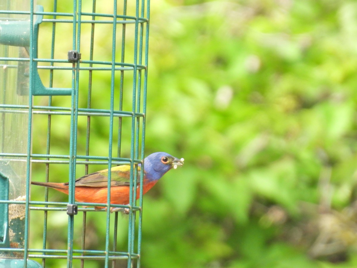 Painted Bunting - ML635782011