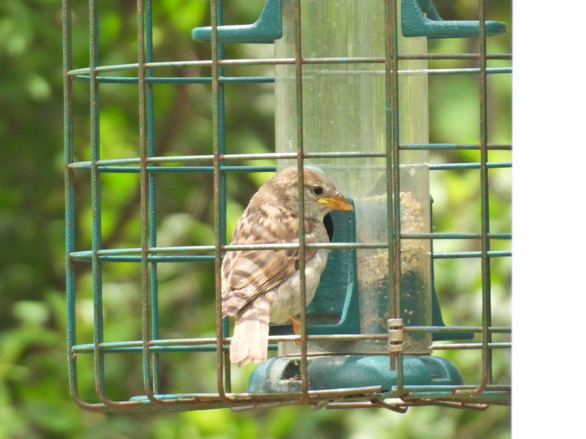 House Sparrow - ML635782026
