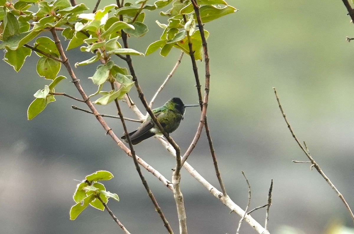Başlıklı Kolibri - ML635782044