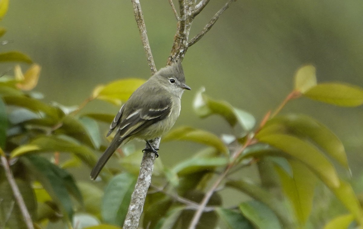 Plain-crested Elaenia - ML635782273