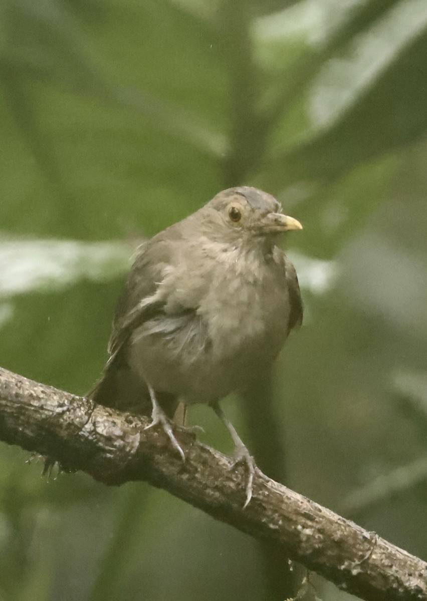 Ecuadorian Thrush - ML635782395