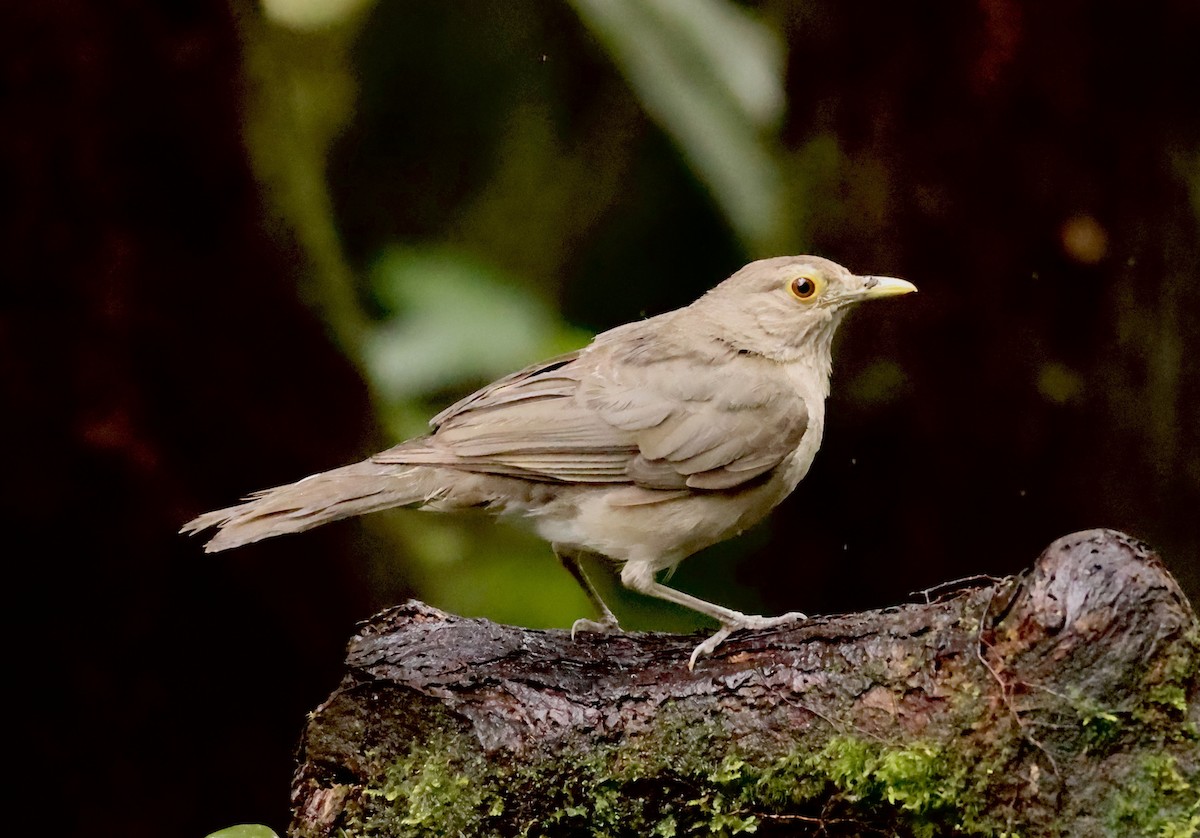Ecuadorian Thrush - ML635782523