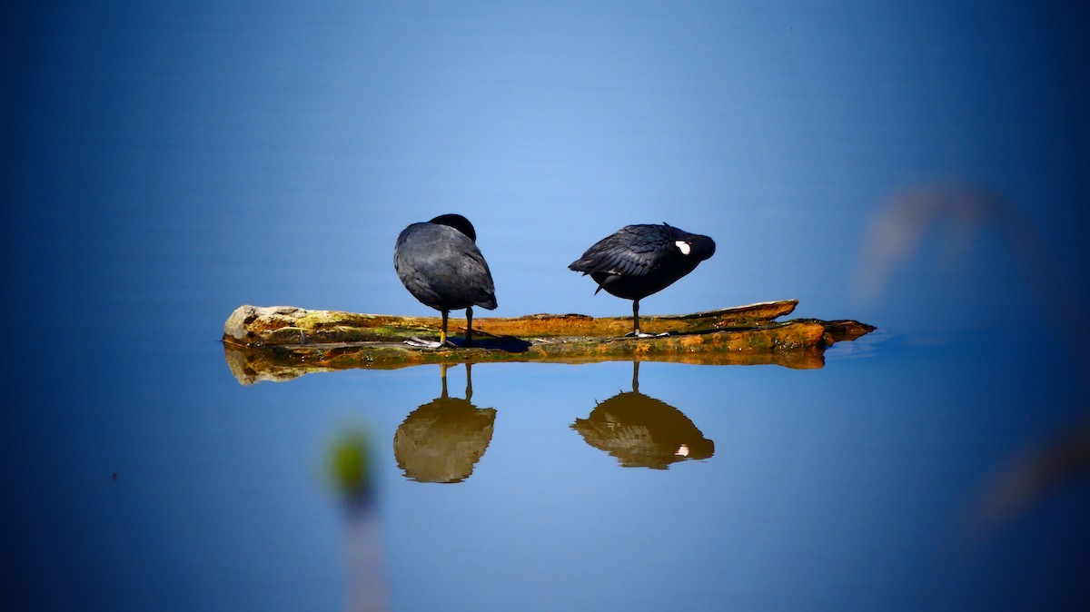Eurasian Coot - ML635782557