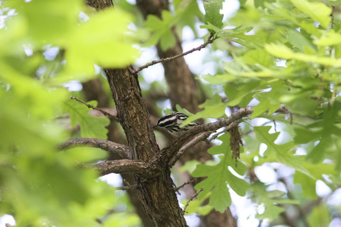 Black-and-white Warbler - ML635782585