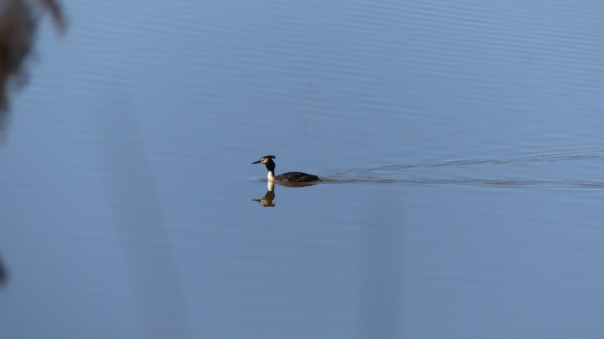 Great Crested Grebe - ML635782590