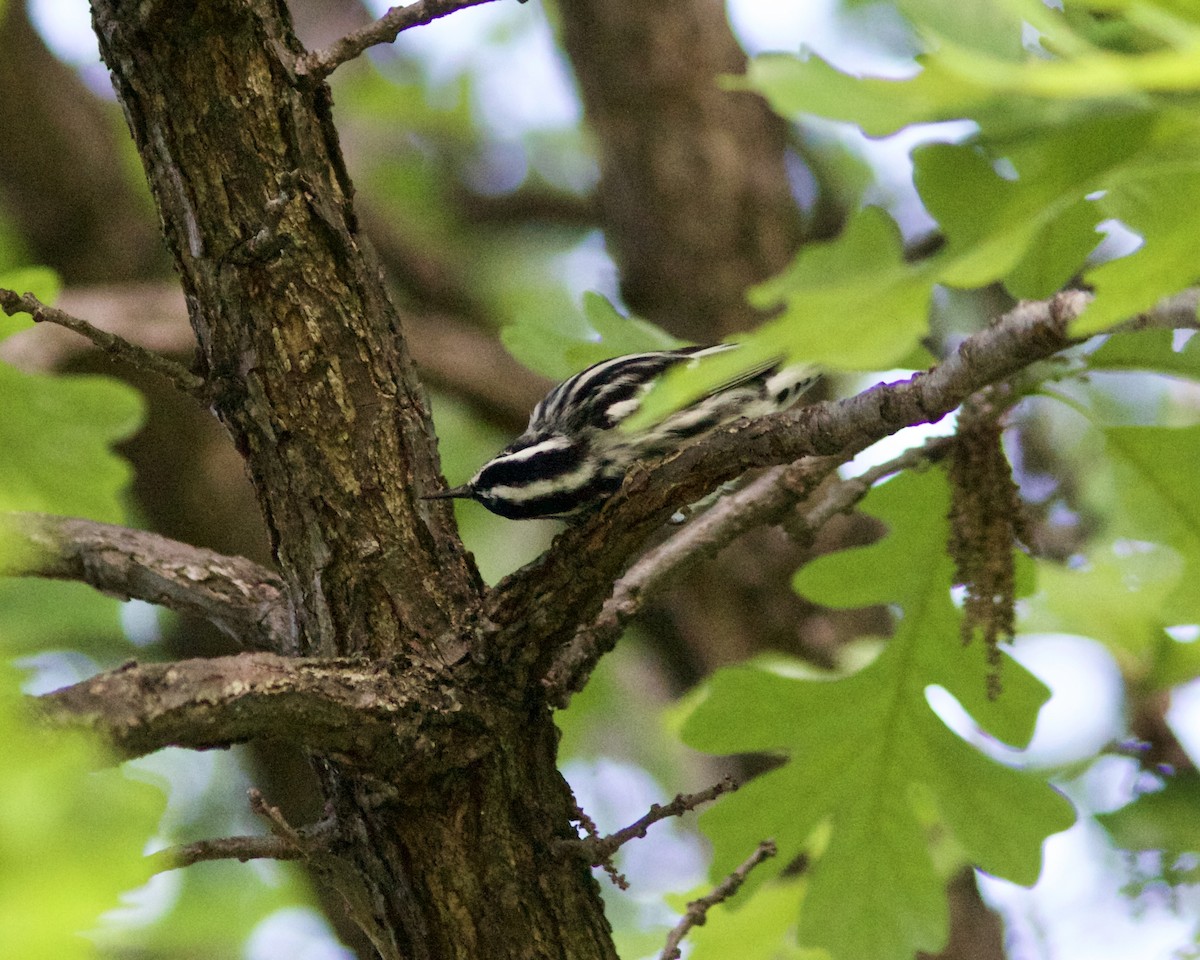 Black-and-white Warbler - ML635782593