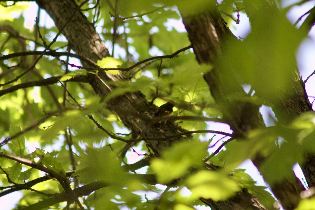 American Redstart - ML635782600