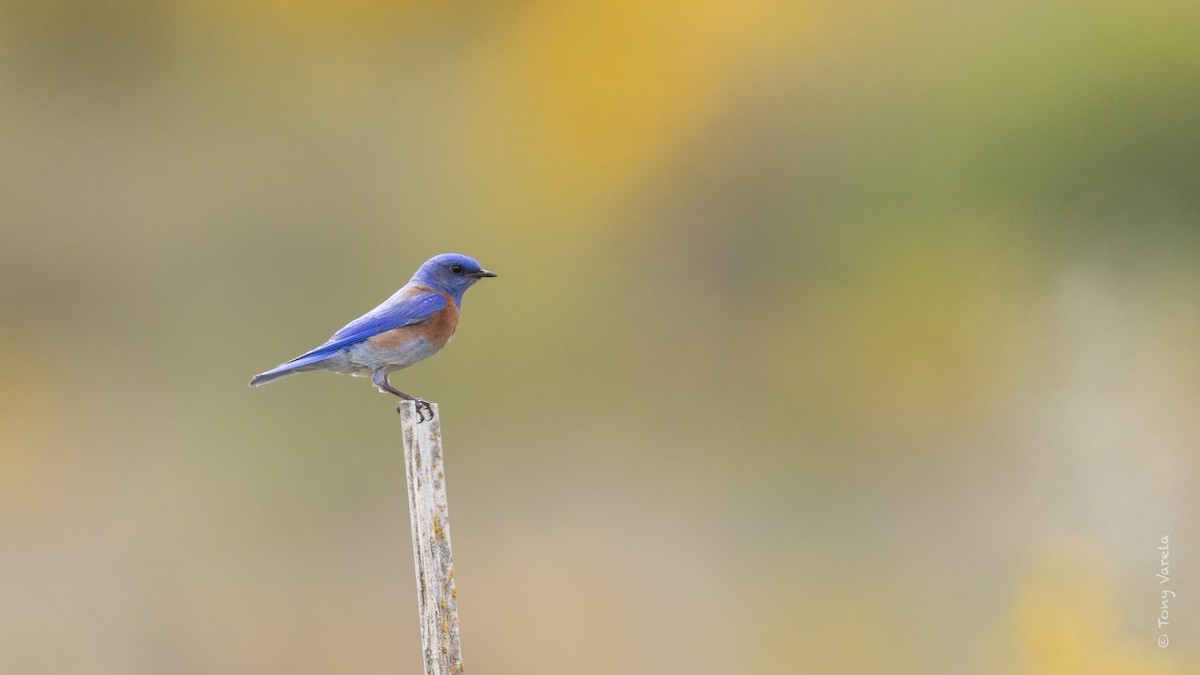Western Bluebird - ML635782602