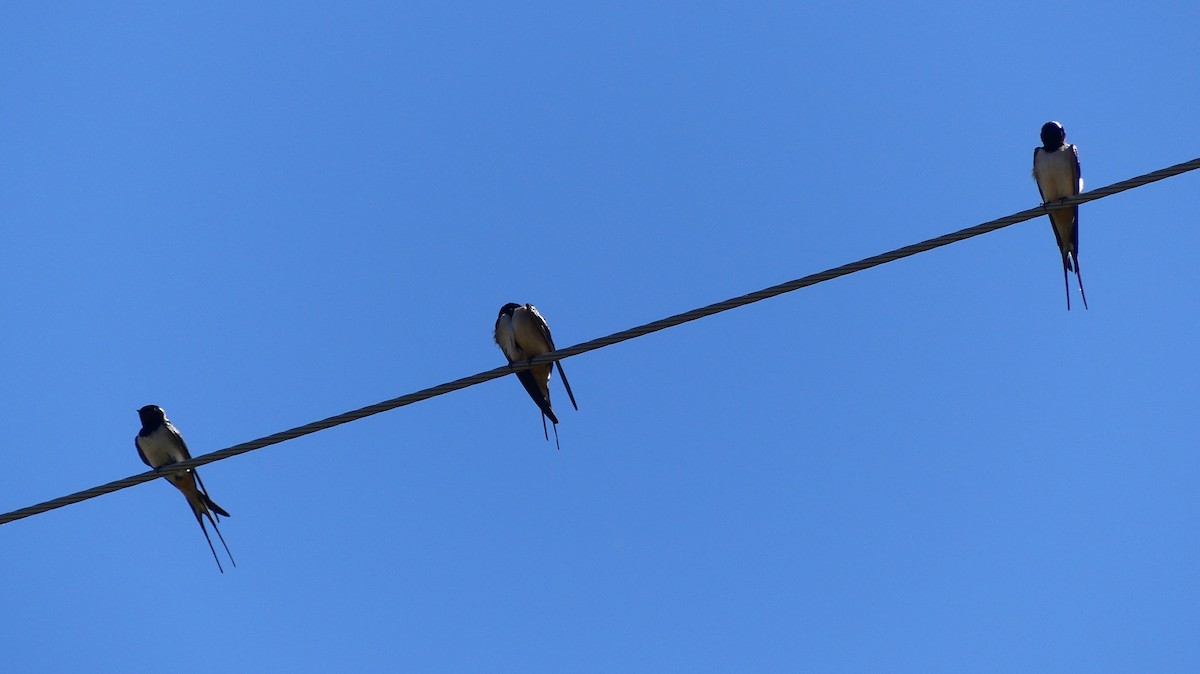 Barn Swallow - ML635782654