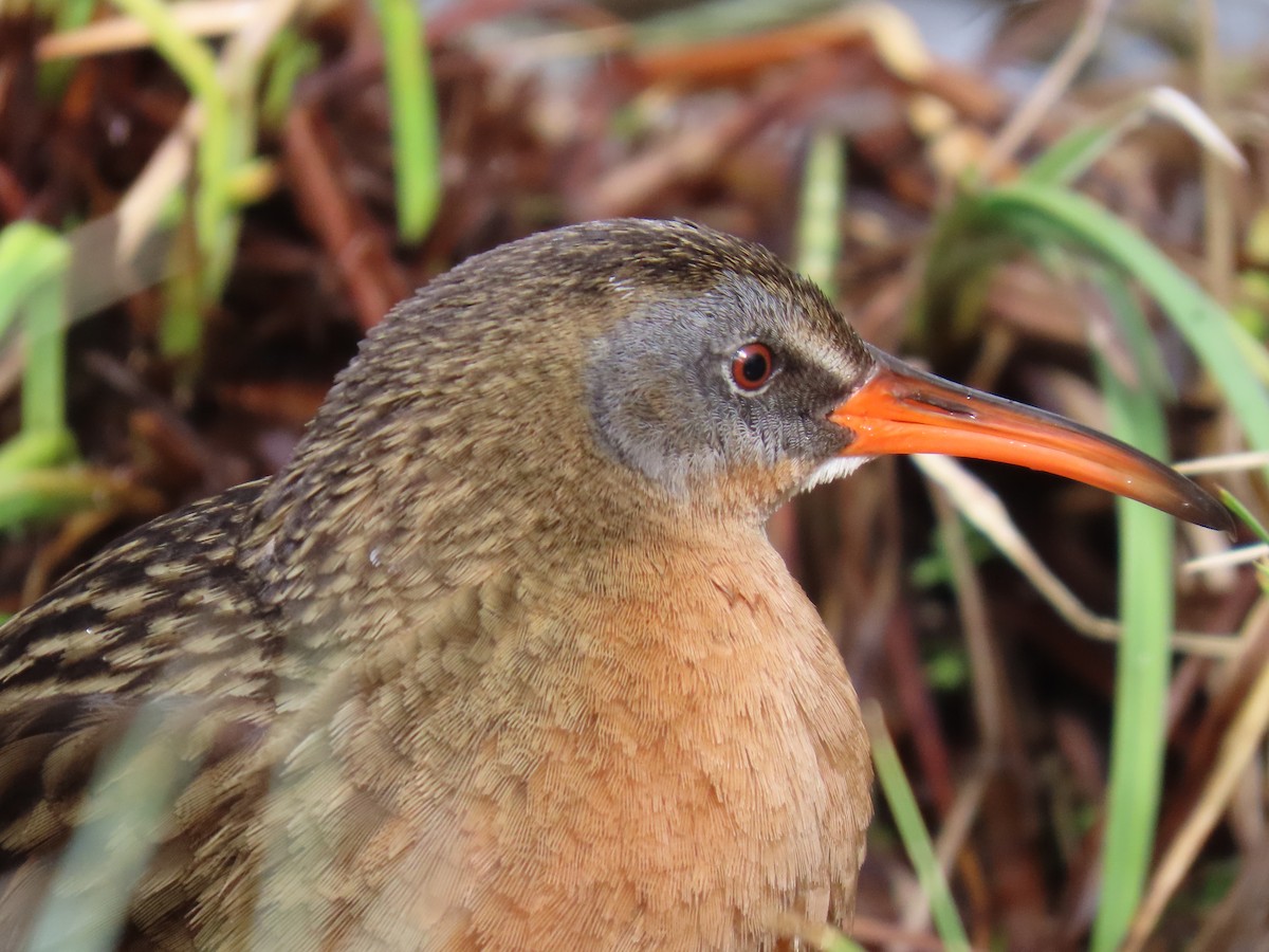 Virginia Rail - ML635782702