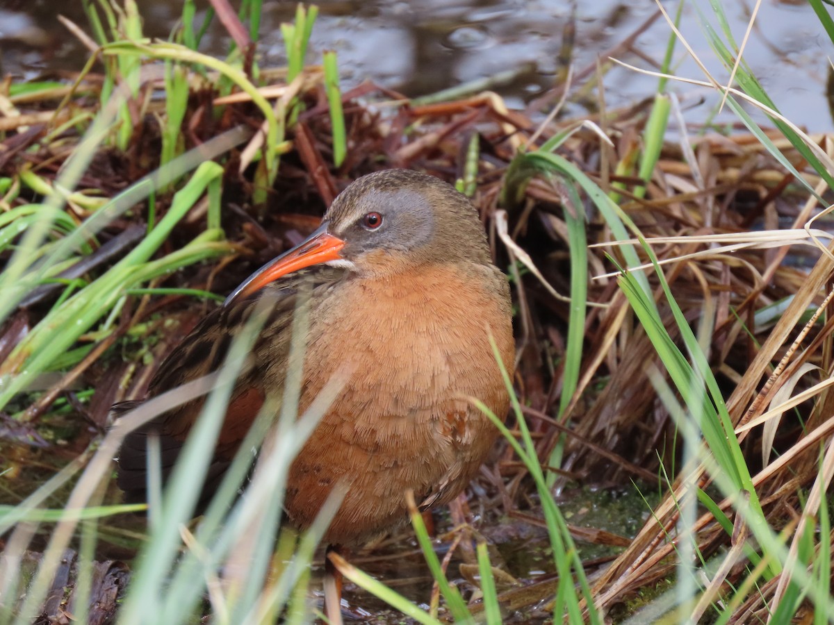 Virginia Rail - ML635782703