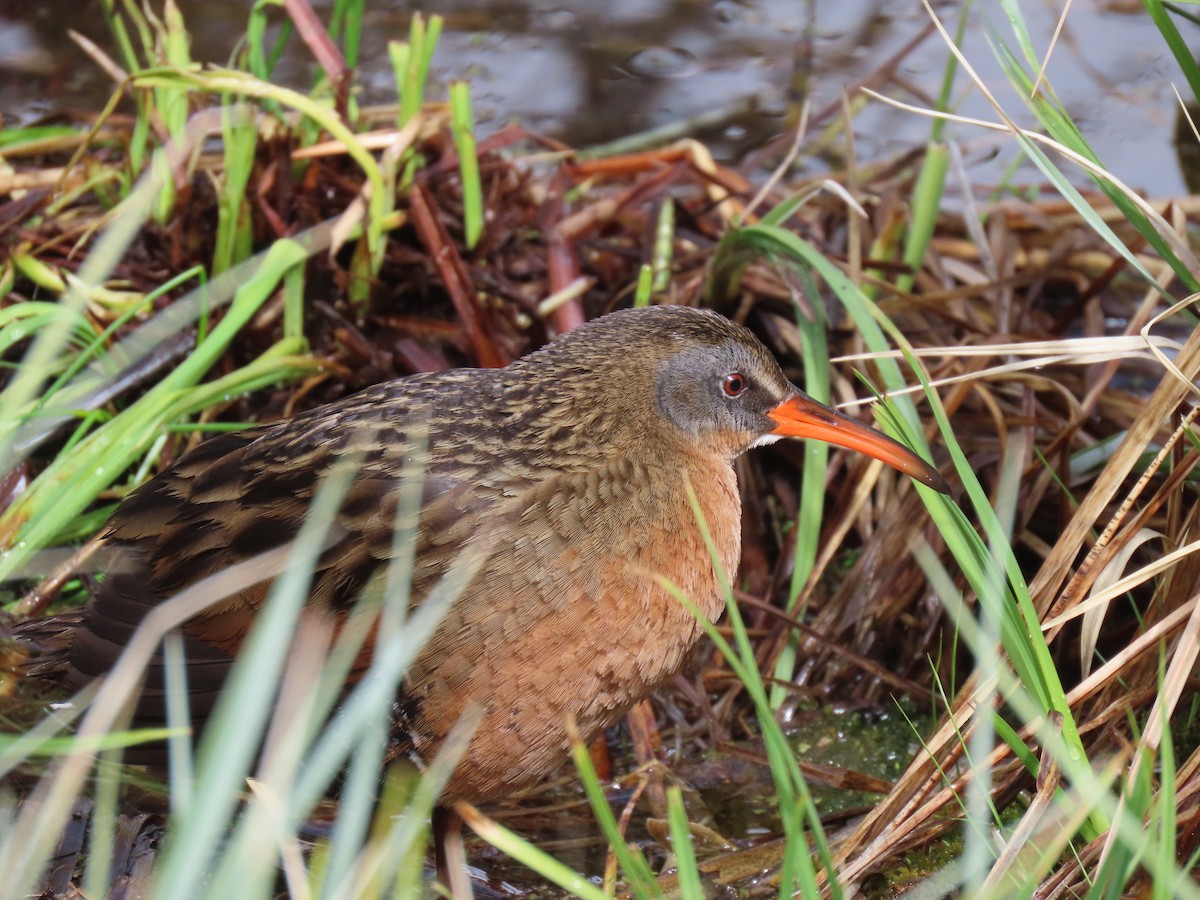Virginia Rail - ML635782704