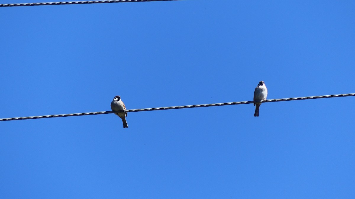Eurasian Tree Sparrow - ML635782708