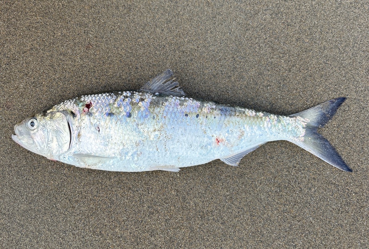 Atlantic Menhaden - ML635782732