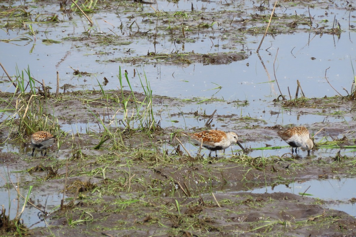 Dunlin - ML635782806