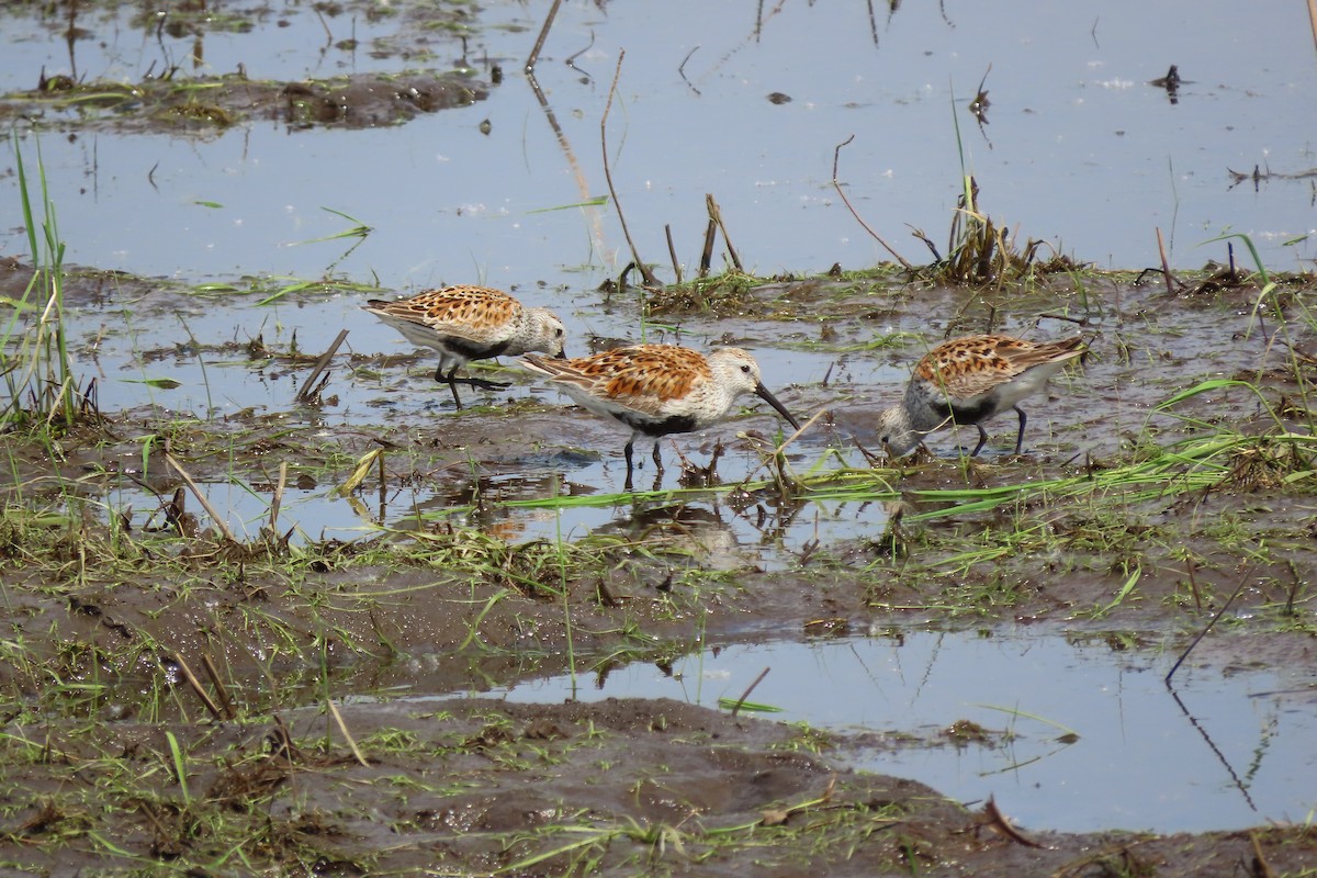 Dunlin - ML635782824
