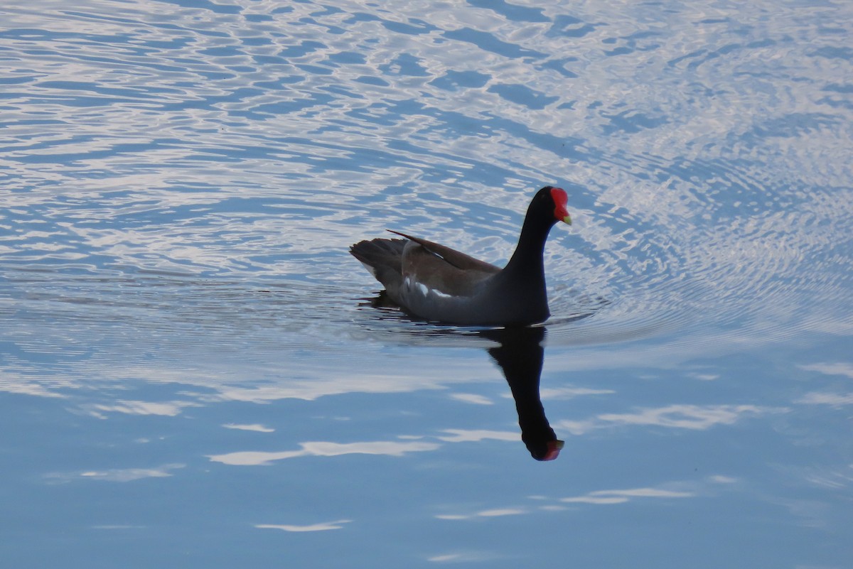 Common Gallinule - ML635782929
