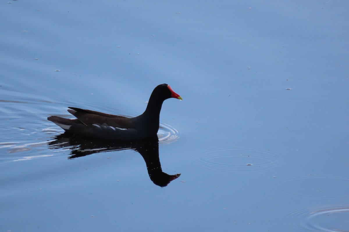 Common Gallinule - ML635782930
