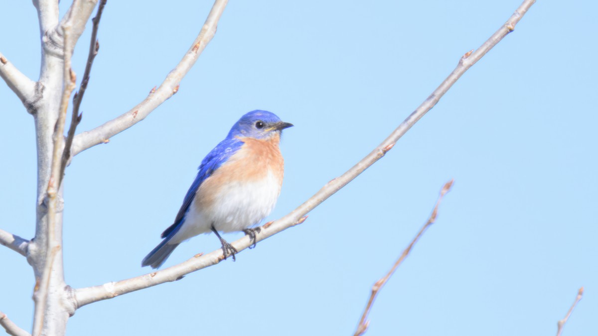 Eastern Bluebird - ML635783029