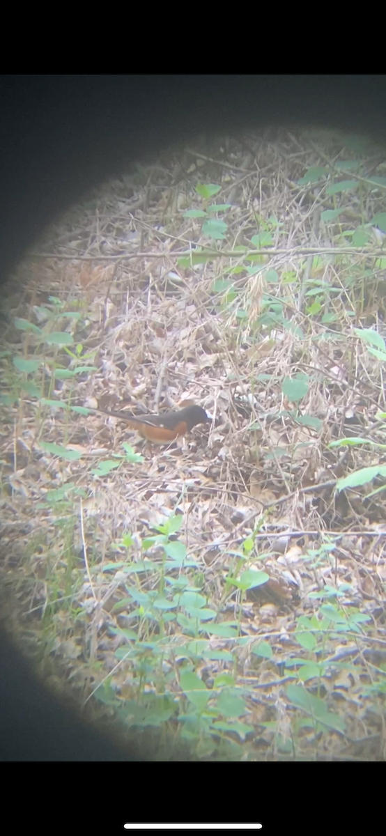 Eastern Towhee - ML635783102