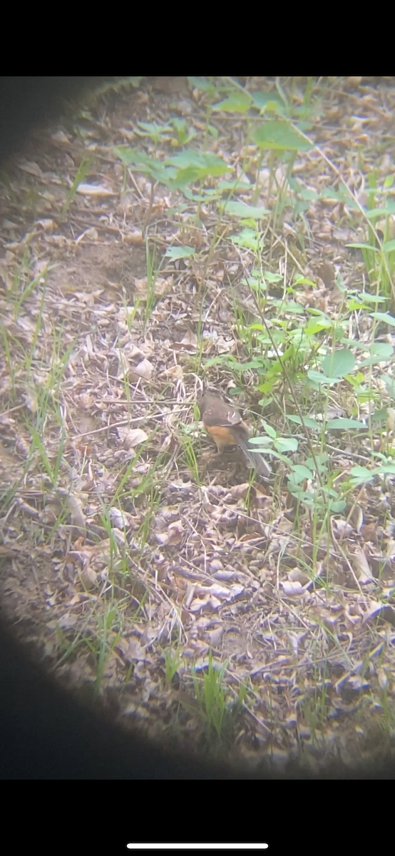Eastern Towhee - ML635783103