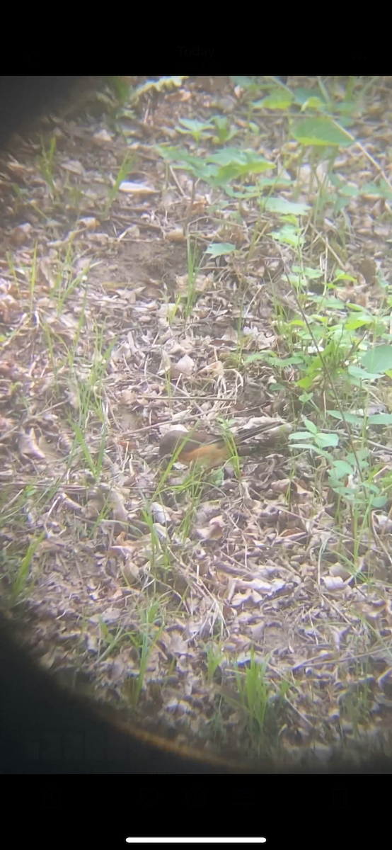 Eastern Towhee - ML635783104