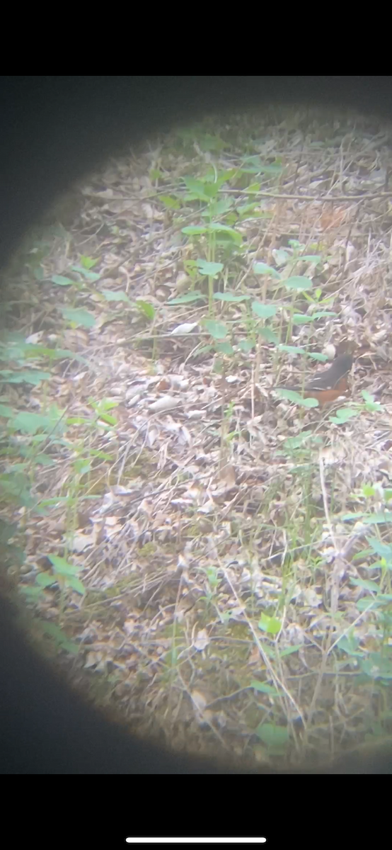 Eastern Towhee - ML635783105