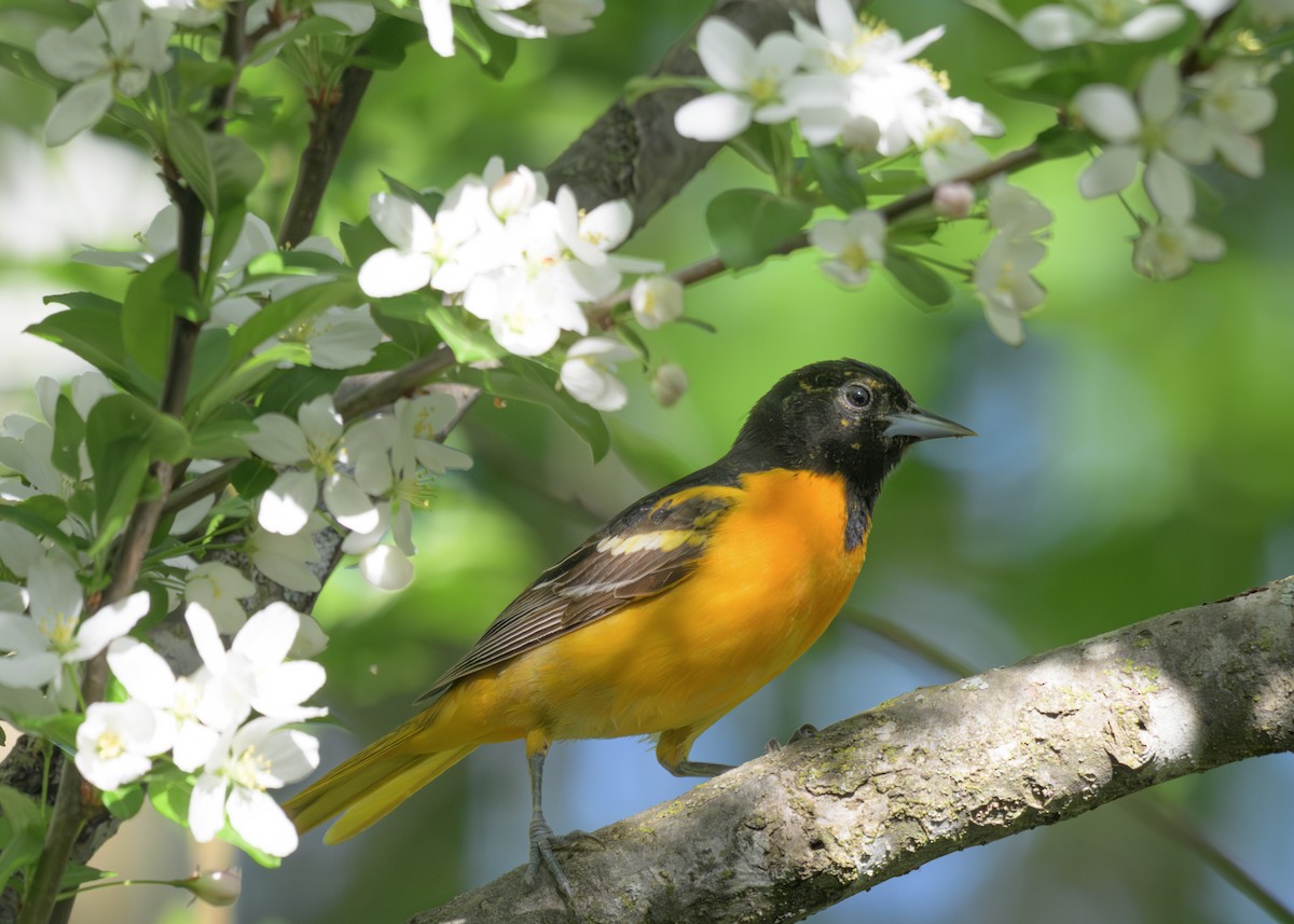Baltimore Oriole - ML635783117