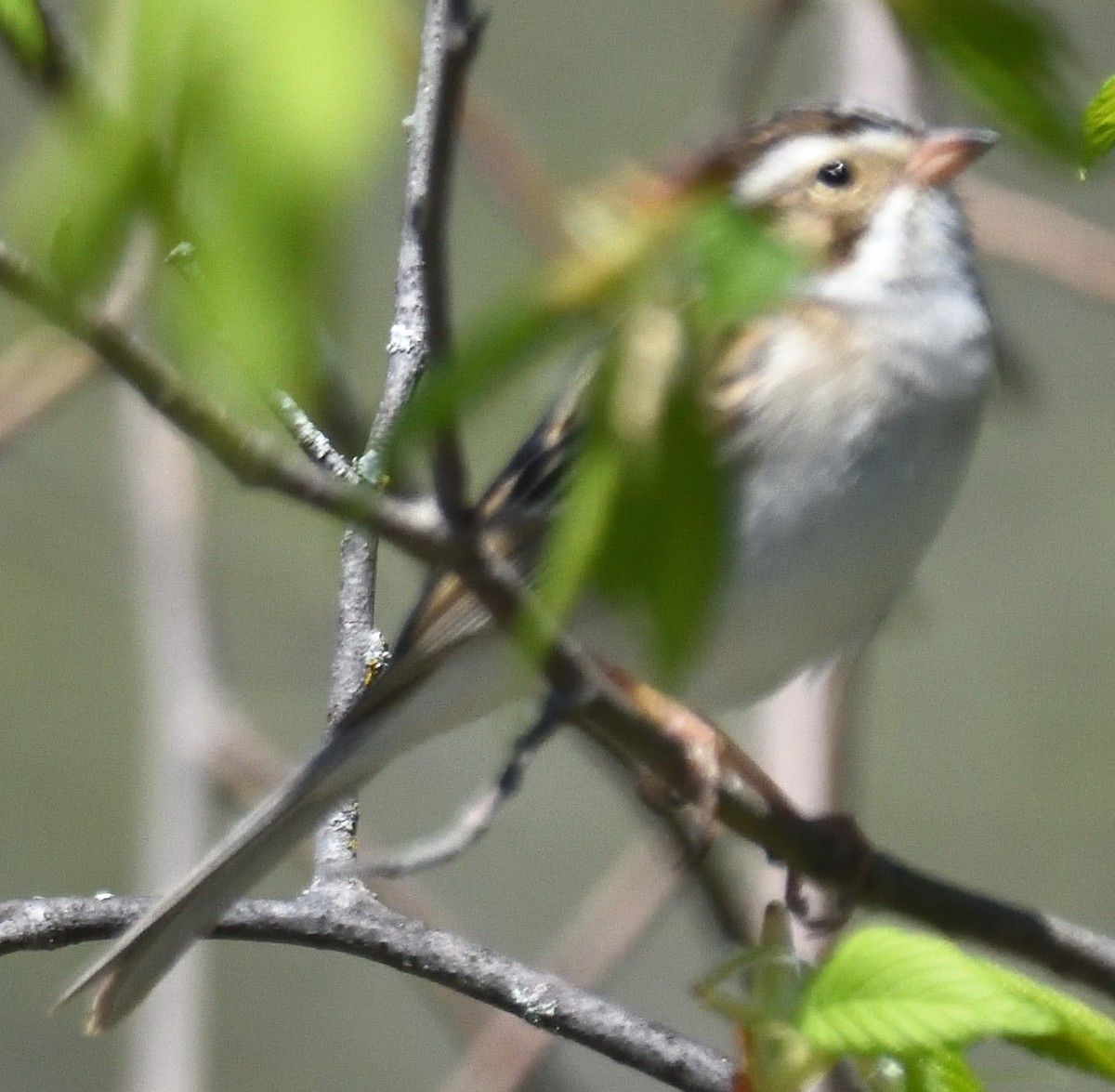 Clay-colored Sparrow - ML635783147