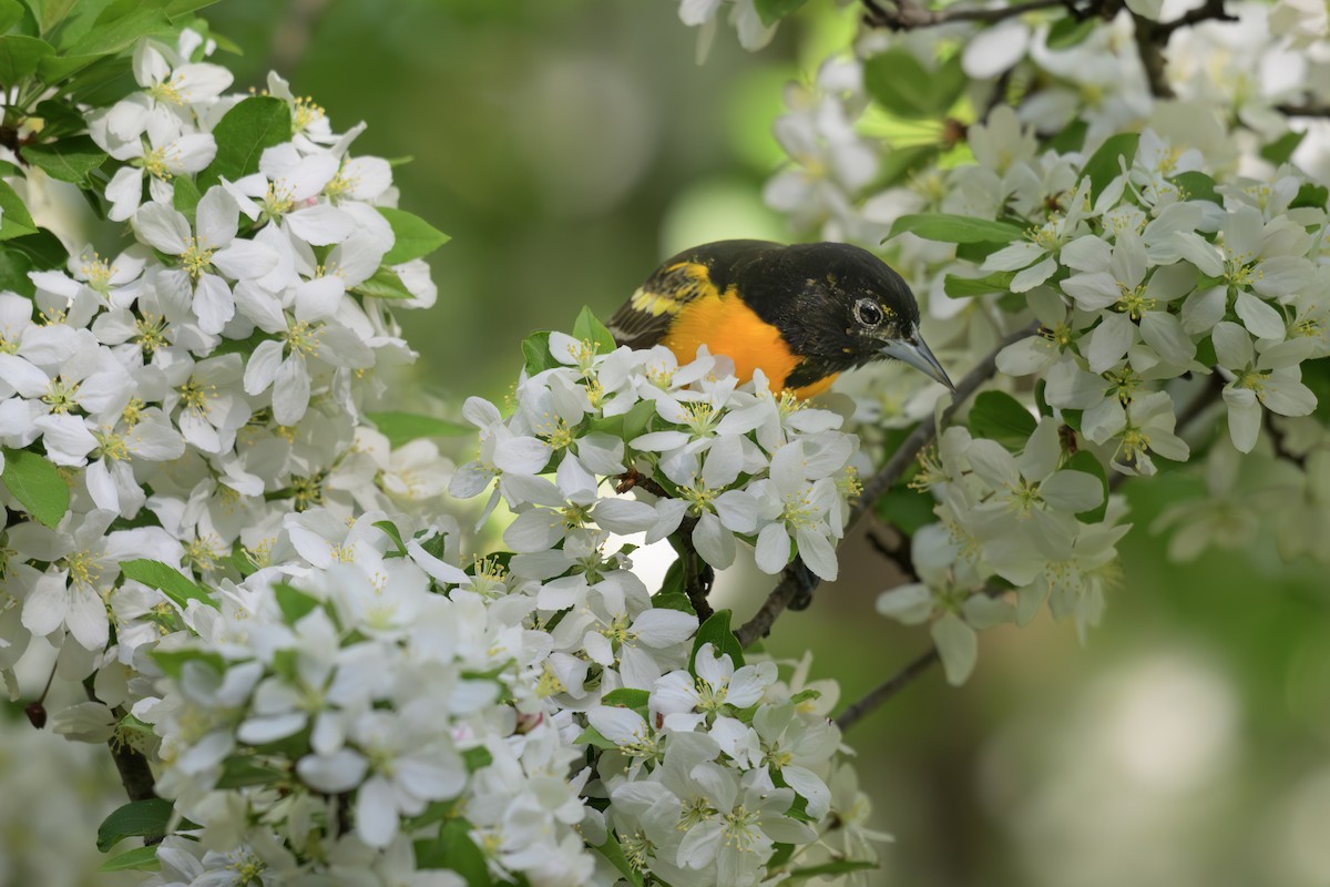 Baltimore Oriole - ML635783167