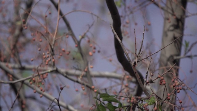 Wilson's Warbler - ML635783313