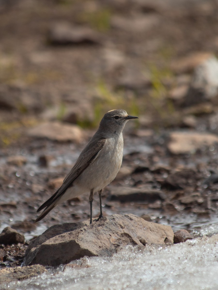 Ochre-naped Ground-Tyrant - ML635783345