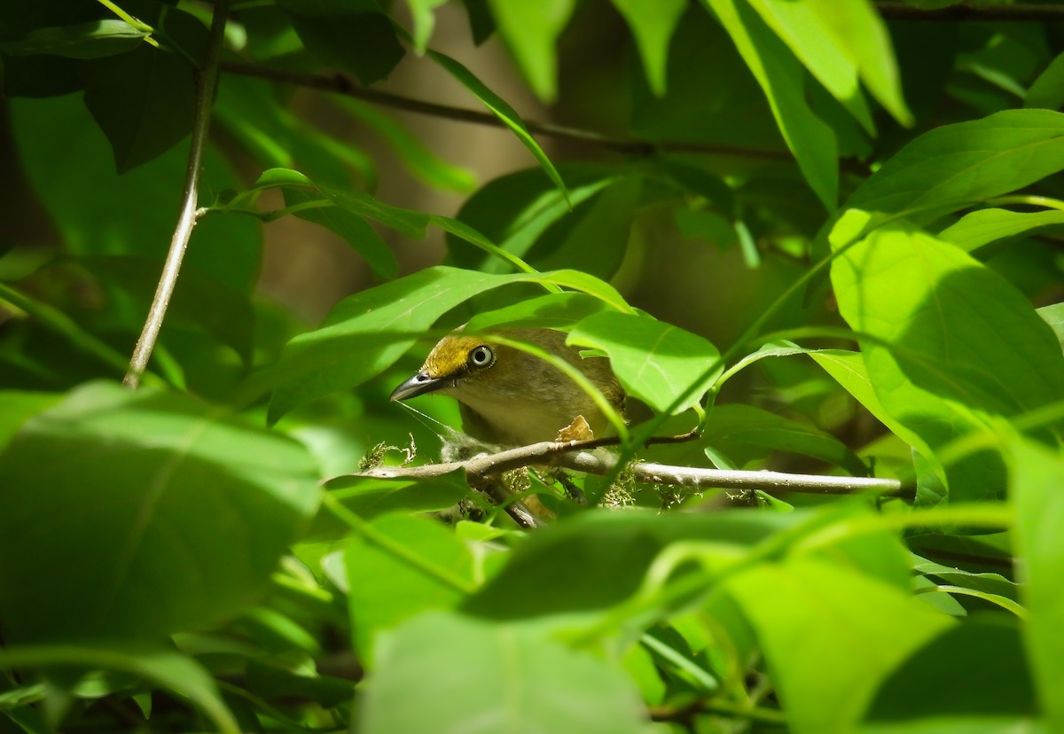 Viréo aux yeux blancs - ML635783680