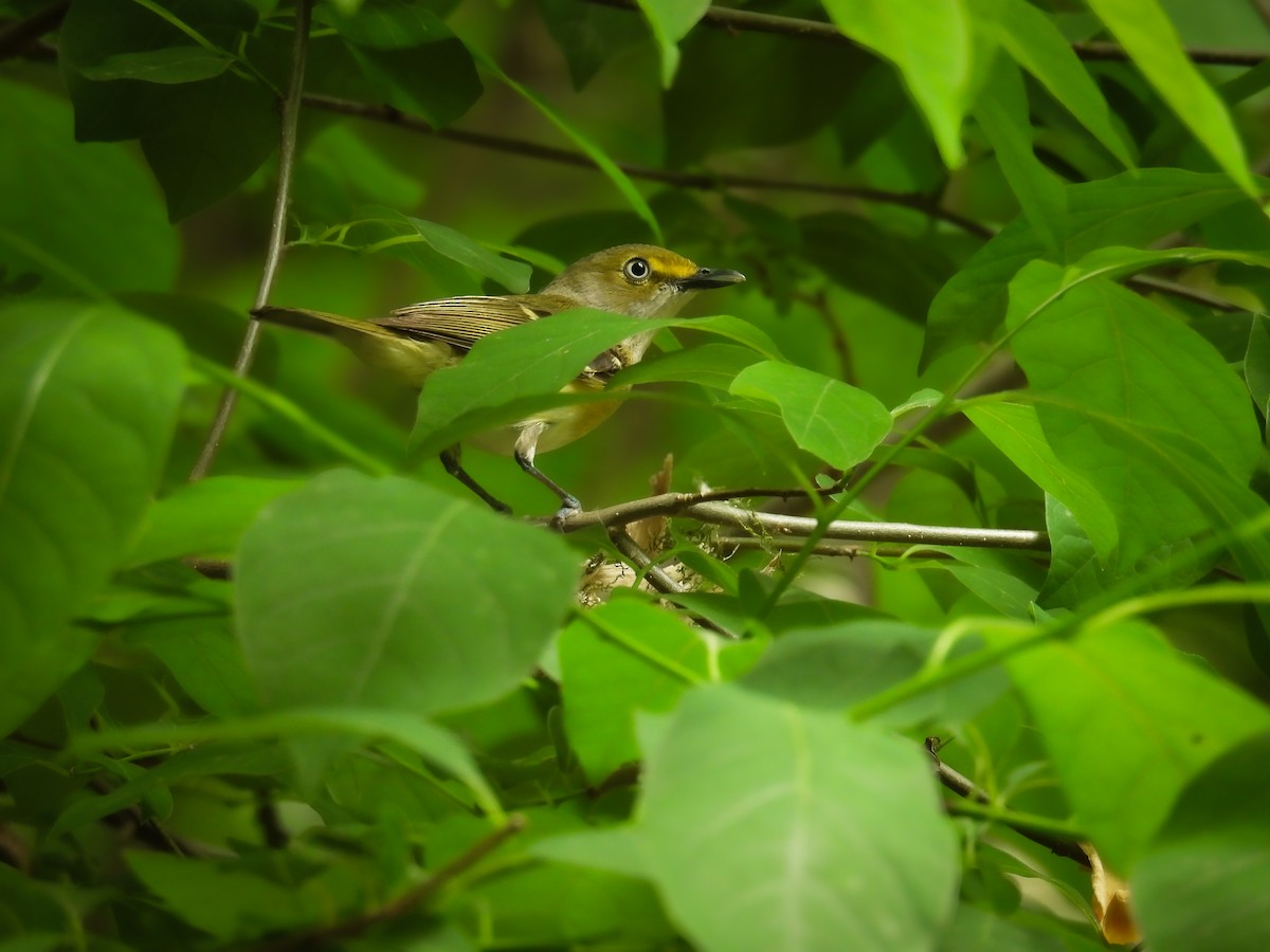 Viréo aux yeux blancs - ML635783701