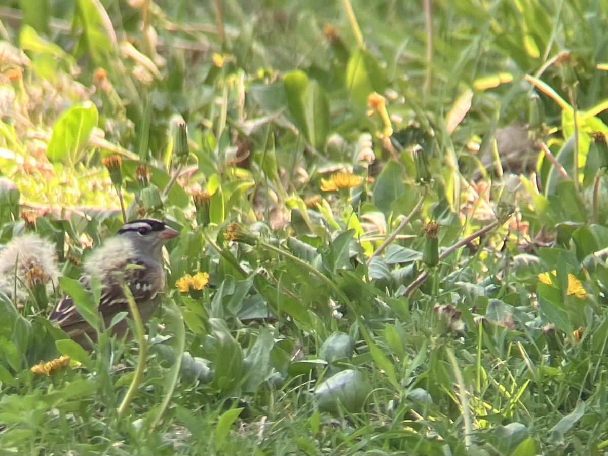 White-crowned Sparrow - ML635783774