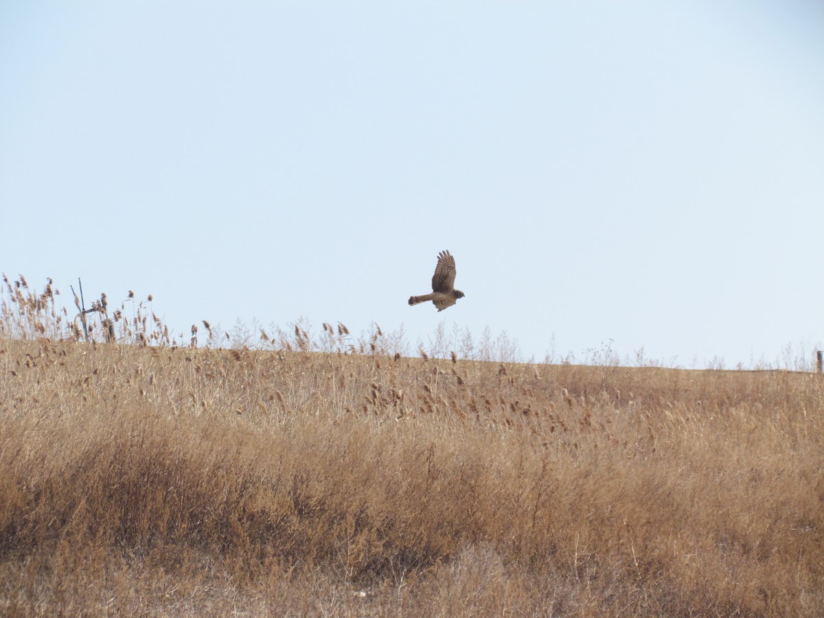 Northern Harrier - ML635783929