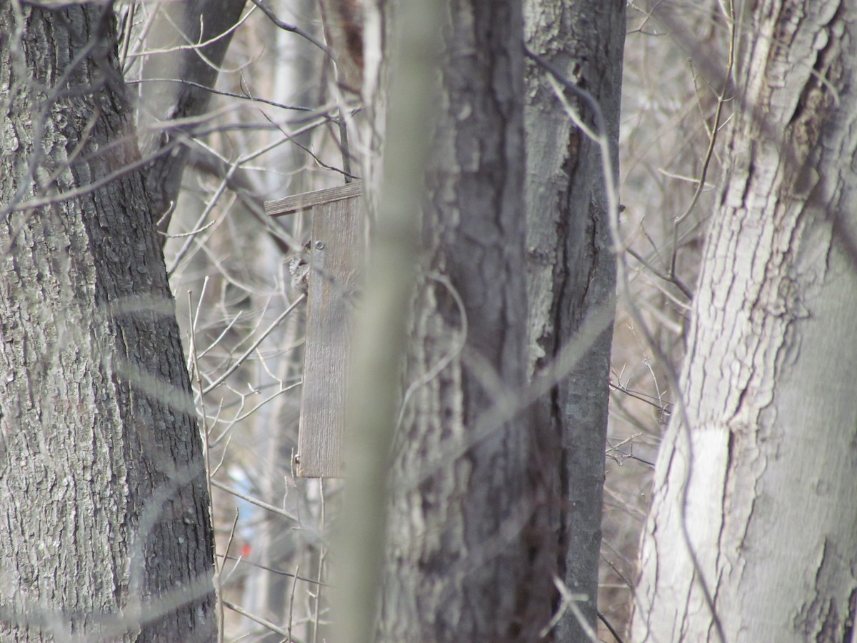 Eastern Screech-Owl - ML635783975