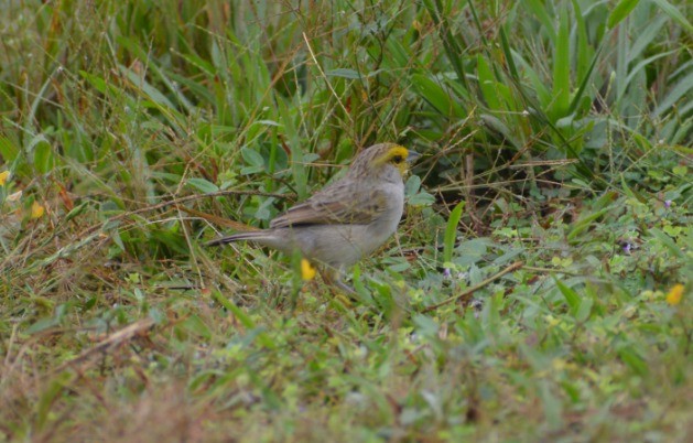 Желтощёкая овсянка-барсучок - ML635784035