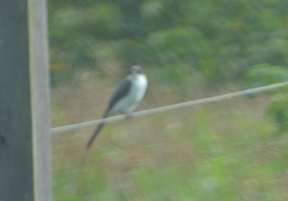 Fork-tailed Flycatcher - ML635784057