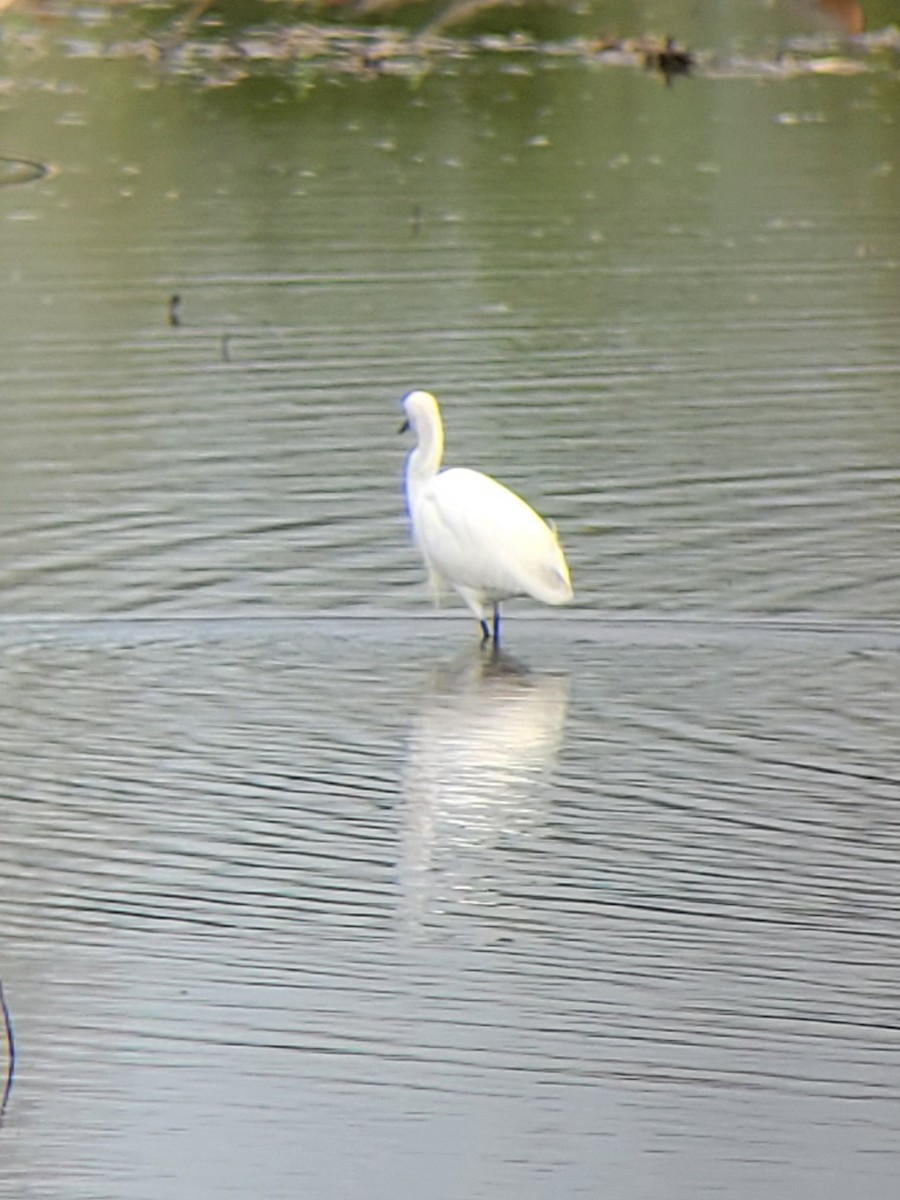 Snowy Egret - ML635784109