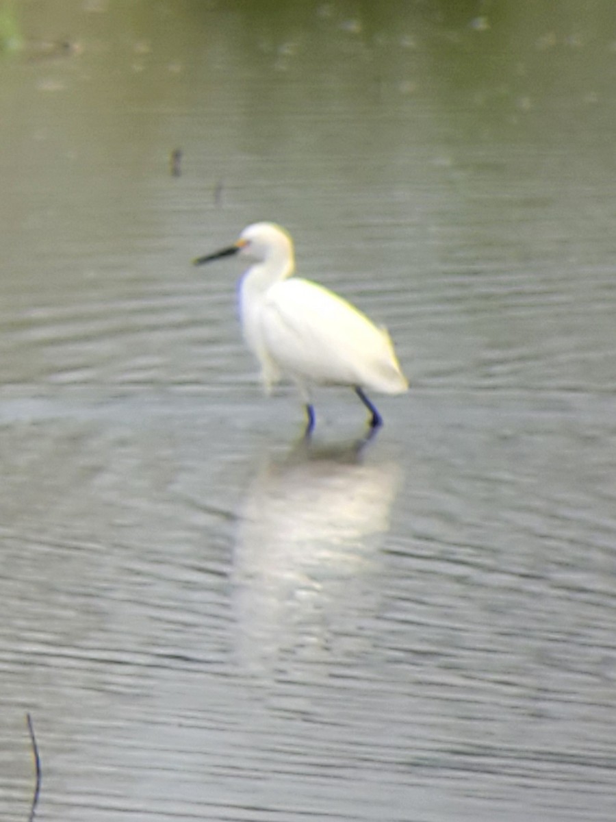 Snowy Egret - ML635784110