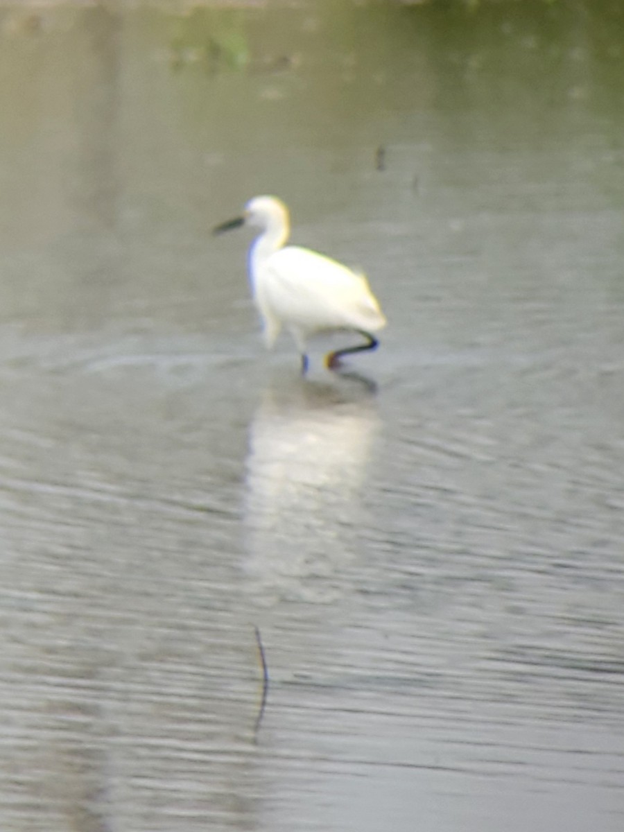 Snowy Egret - ML635784111