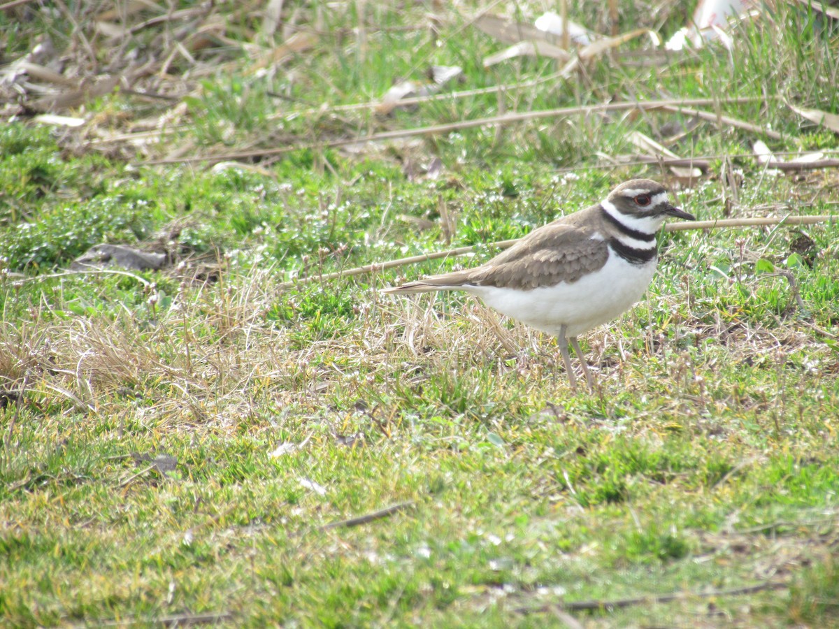 Killdeer - ML635784205