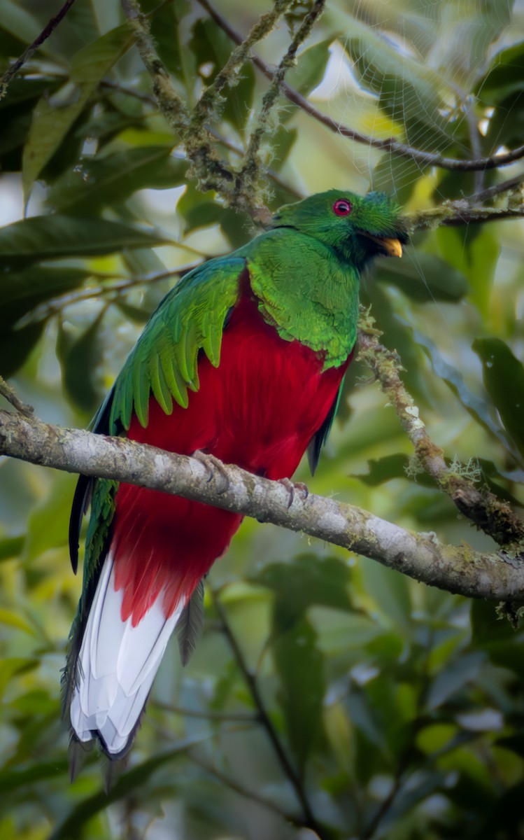 Kammtrogon - ML635784244