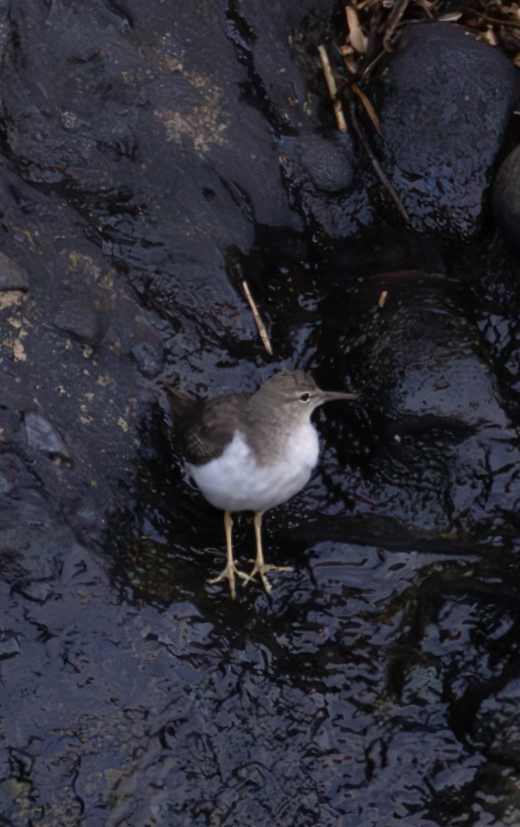 Drosseluferläufer - ML635784260
