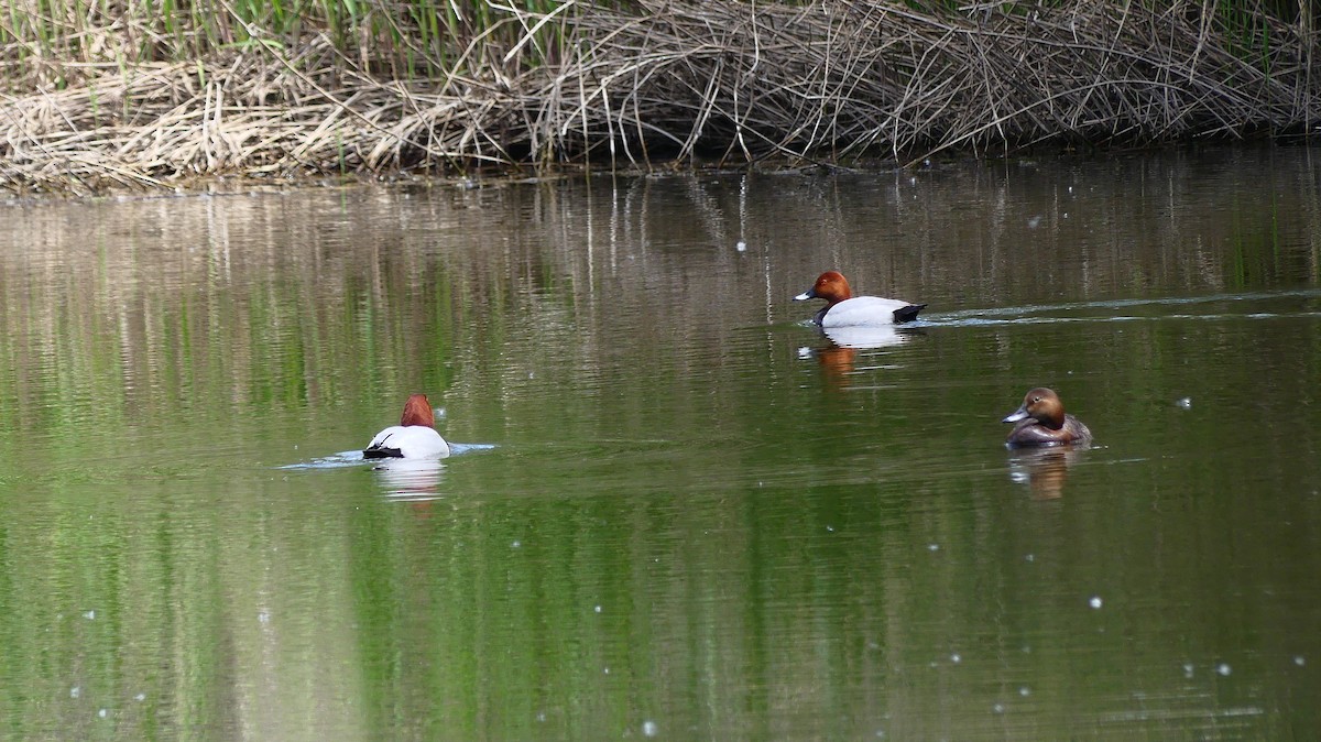 Common Pochard - ML635784283